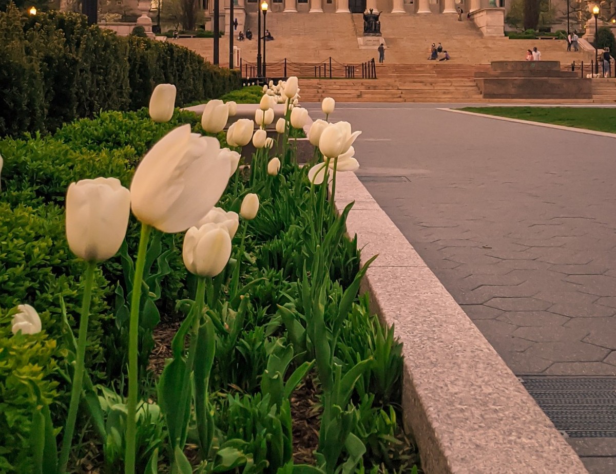 Spring flowers, domed building with pillars in background.