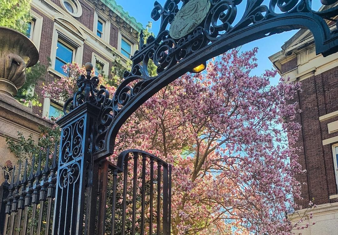 A magnolia tree with pink flowers in bloom, seen through an iron gate