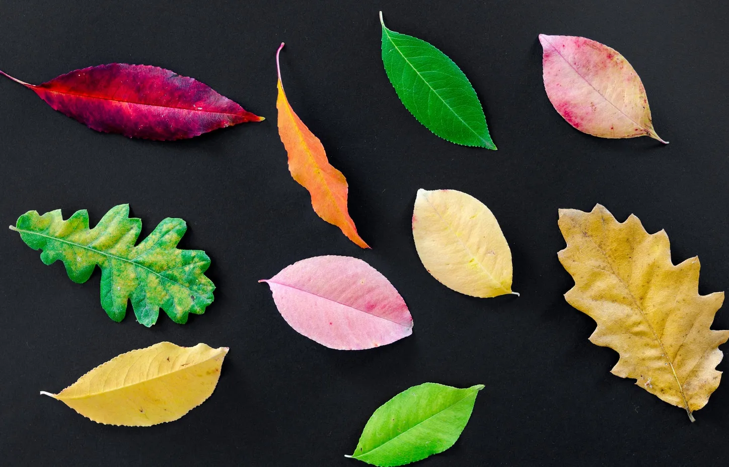 Assorted fall leaves on a dark background
