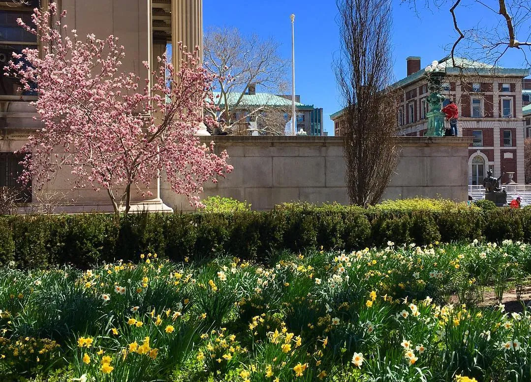 Daffodils and flowering tree with blue sky and buildings in background.