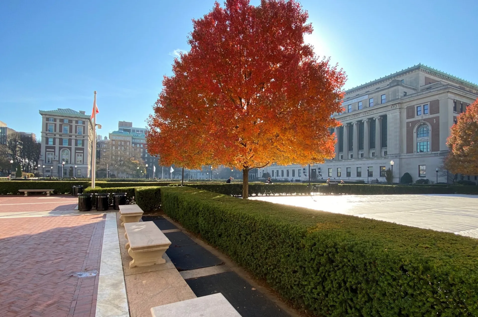 Tree with orange leaves with blue sky and building in background