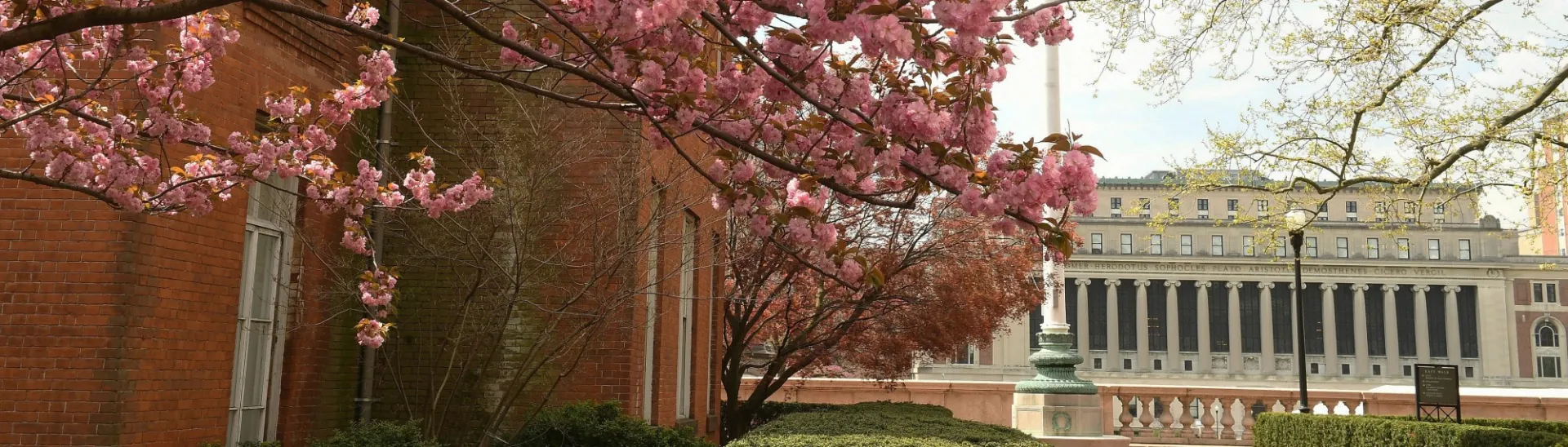 Pink flowering tree with columned building in background