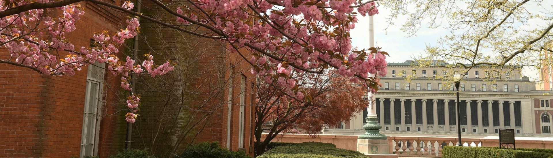 Pink flowering tree with columned building in background