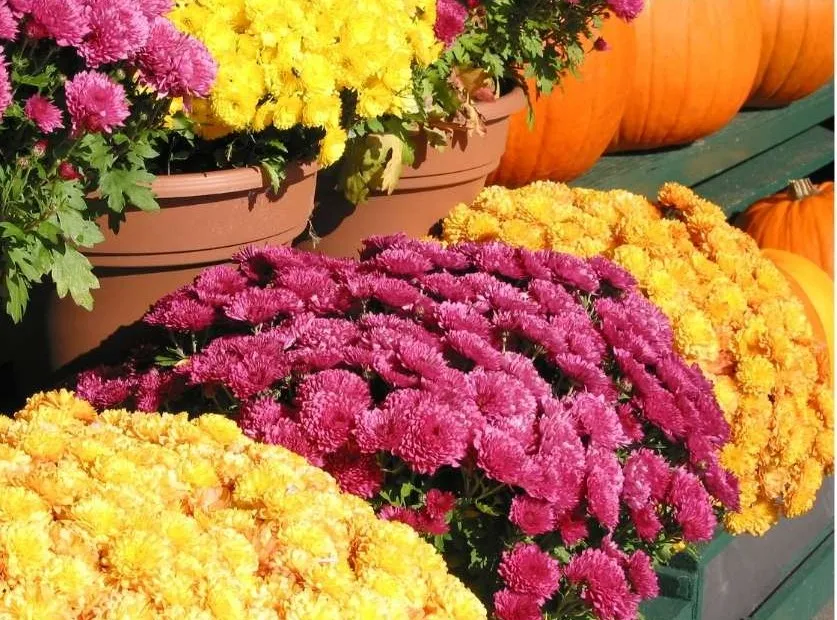 fall flowers and pumpkins