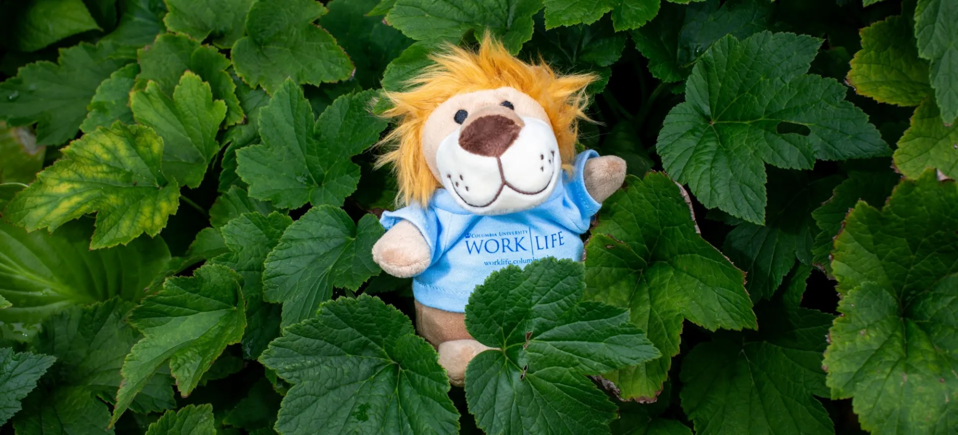 Stuffed animal lion with blue Work/Life t-shirt lying in green ivy.
