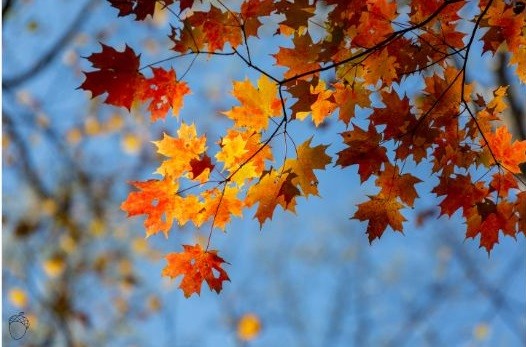 fall leaves with blue sky in background