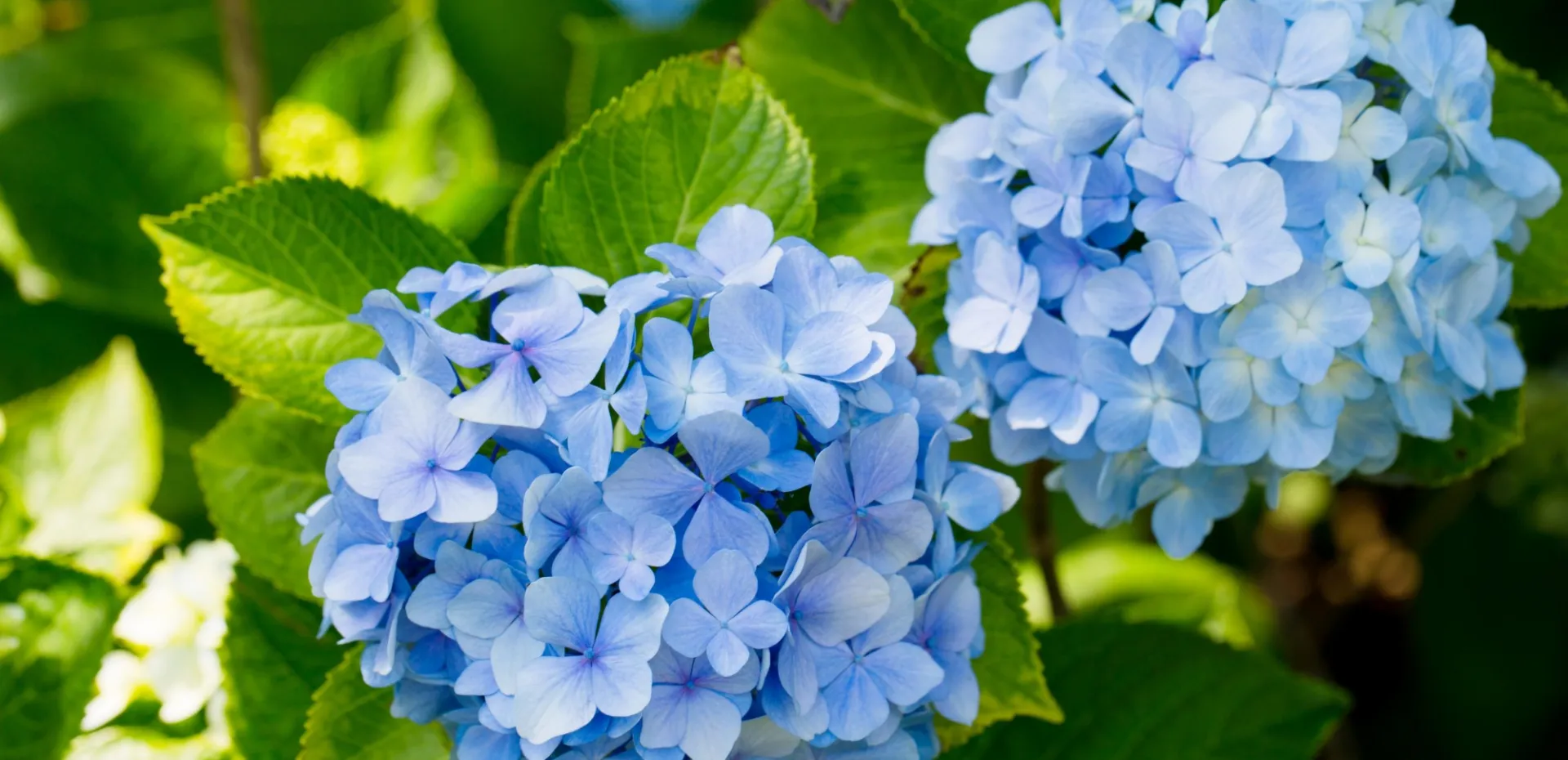Blue Hydrangeas