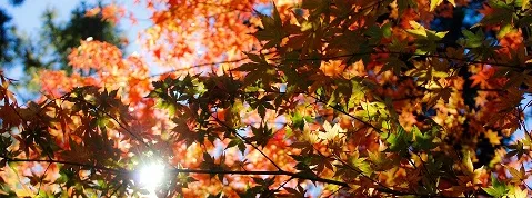 fall leaves